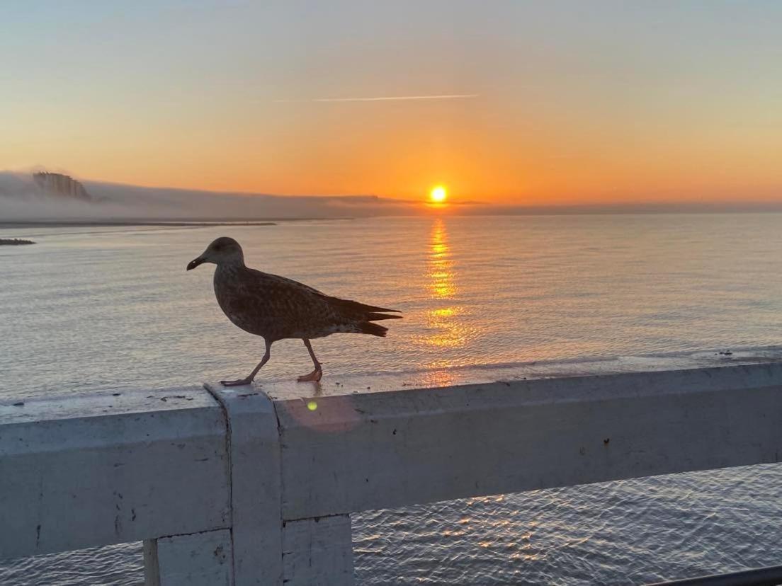 Sunnyside-Of-Thesea - With Open View On Nature, Big Terraces All Around - Very Close To Sea, Beach, Stores, Restaurants & Beach Bars Appartement Nieuport